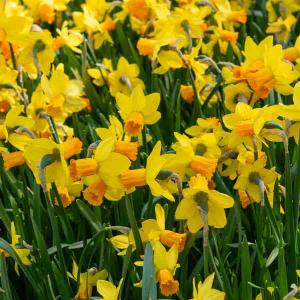 Narcisse Jetfire Vil (x8)